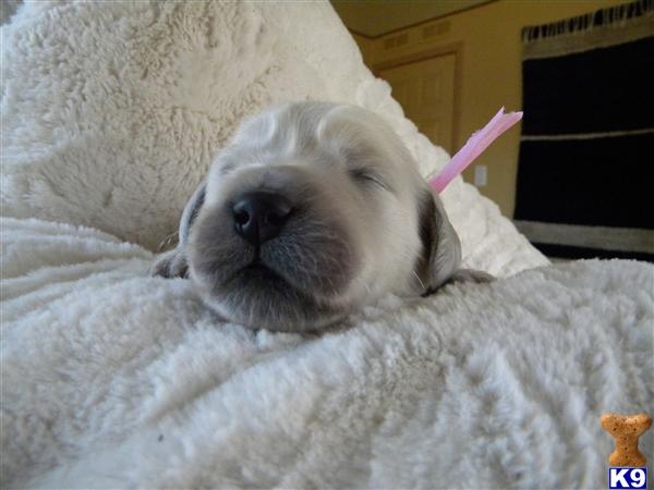 Puppies in Hayward